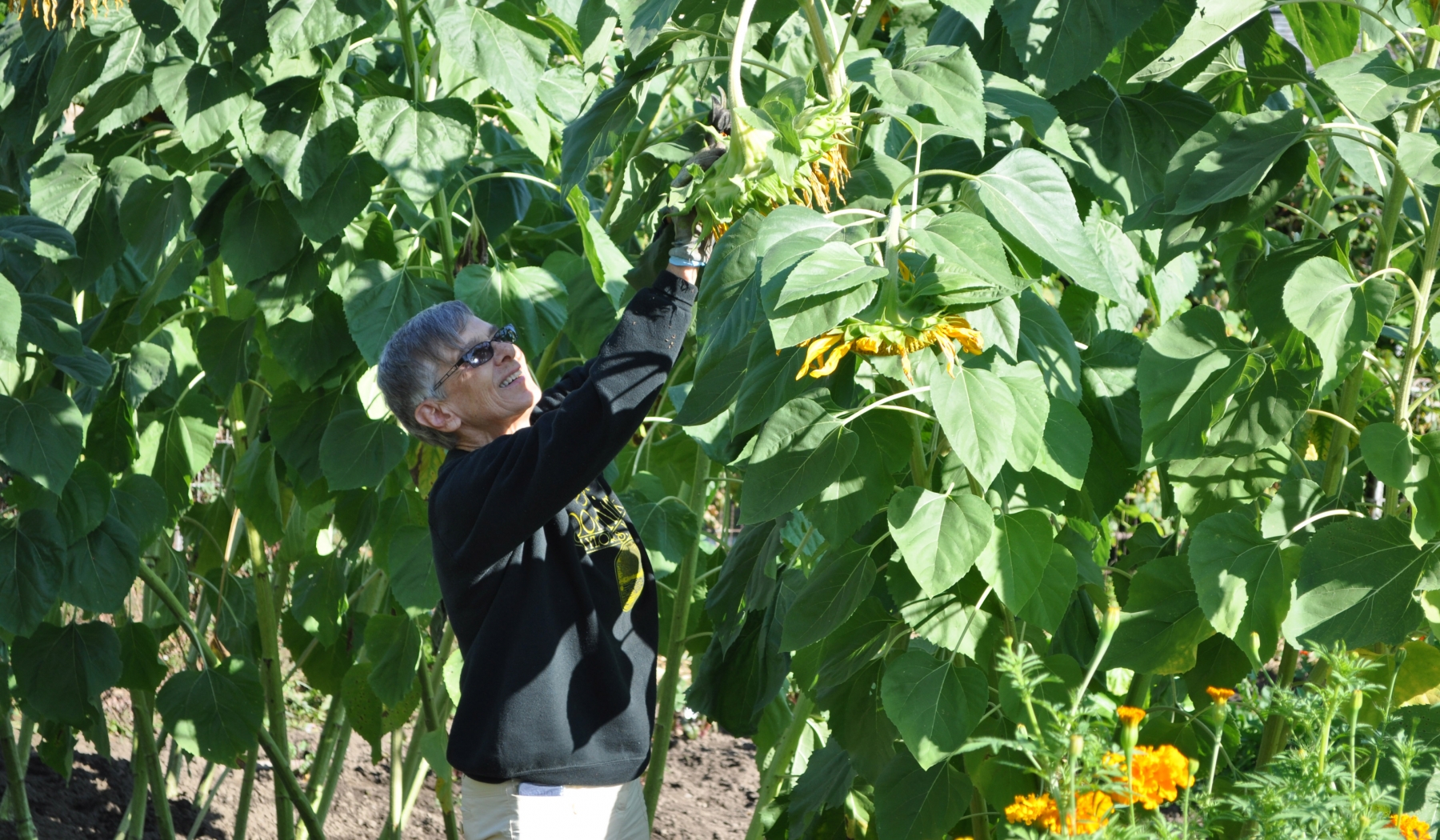 Sister Anne McNulty harvests healthy food for people in need in Syracuse, NY.