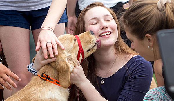 Service dog Vinny shows his affection to Rachel Hoag. Hoag has established a new club at St. Bonaventure University with a very important focus - helping service dogs in training for veterans and individuals with disabilities. (Courtesy of Emily Knitter)