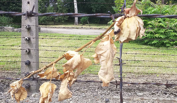 A rose wrapped in barbed wire depicts the death that occurred within the human person the moment they became a number at Auschwitz-Birkenau. (Courtesy of Michael LaMarca)