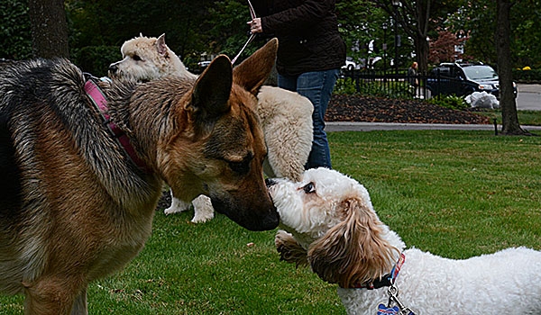 Kona Coates (left) and Rocky Dubik get friendly at blessing of animals the day before the Feast of St. Francis. The tradition of blessing animals is conducted as a remembrance of St. Francis of Assisi's love for creation.