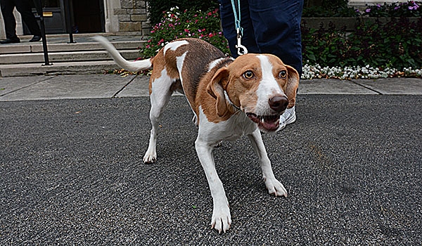 Carma, therapy dog, enjoys a treat before Bishop Richard J. Malone blesses animals on the front lawn of his residence the day before the Feast of St. Francis. The tradition of blessing animals is conducted as a remembrance of St. Francis of Assisi's love for creation.