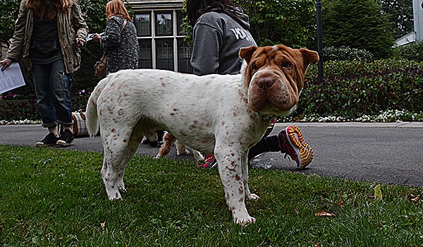 Siggy Horn a Shar Pei breed waits for Bishop Richard J. Malone to bless animals on the front lawn of his residence the day before the Feast of St. Francis. The tradition of blessing animals is conducted as a remembrance of St. Francis of Assisi's love for creation.