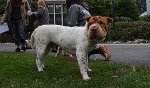 Shar Pei